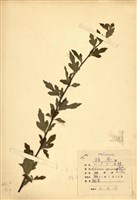 藏品(木槿)的圖片